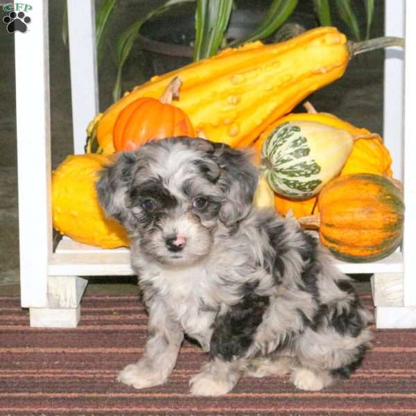 Juliet, Mini Aussiedoodle Puppy