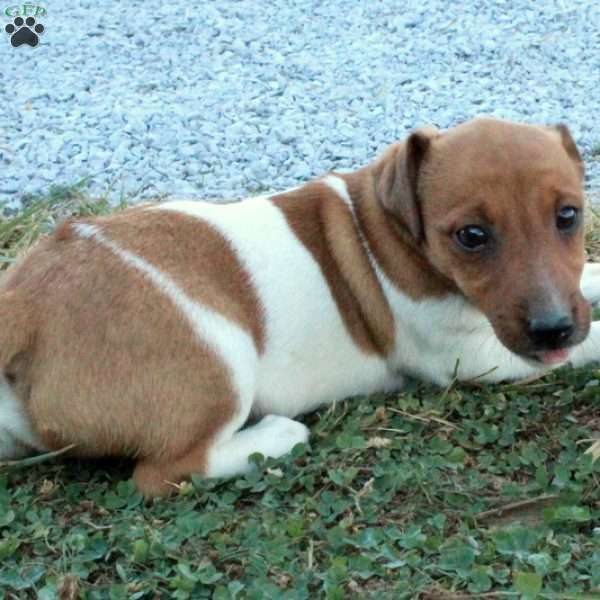 Jumper, Jack Russell Terrier Puppy