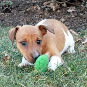 Jumper, Jack Russell Terrier Puppy