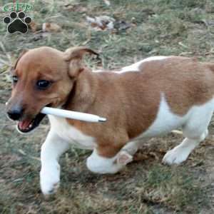 Jumper, Jack Russell Terrier Puppy