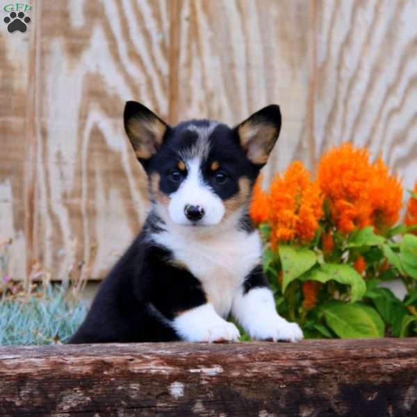 Justin, Pembroke Welsh Corgi Puppy