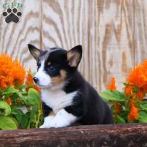 Justin, Pembroke Welsh Corgi Puppy