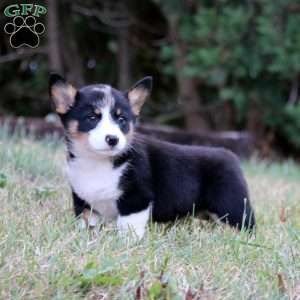 Justin, Pembroke Welsh Corgi Puppy