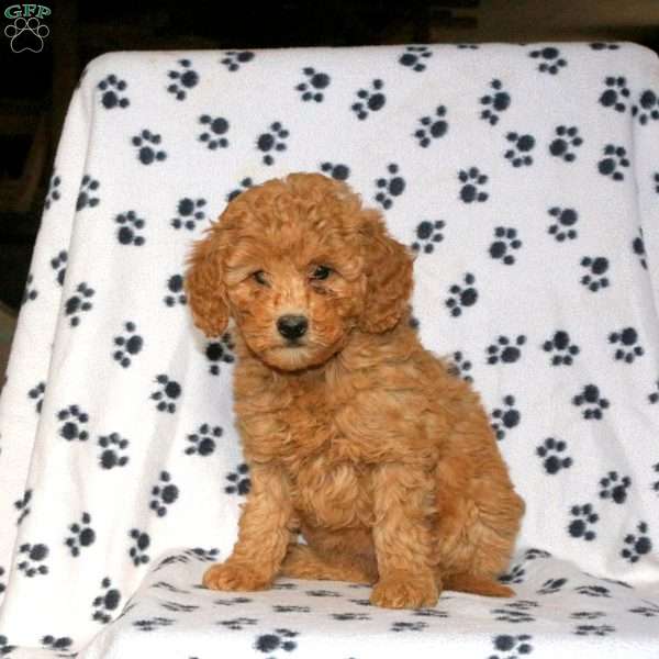 Kacey, Mini Goldendoodle Puppy