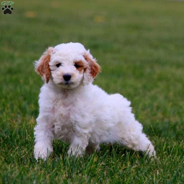 Kaden, Cockapoo Puppy