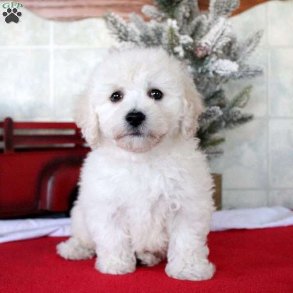 Kai, Bichon Frise Puppy