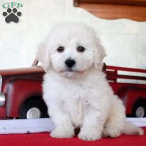 Kai, Bichon Frise Puppy