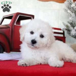 Kai, Bichon Frise Puppy