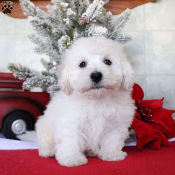 Kaleb, Bichon Frise Puppy