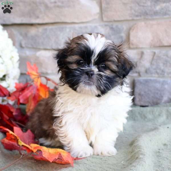 Kaleb, Shih Tzu Puppy