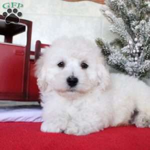 Kaleb, Bichon Frise Puppy