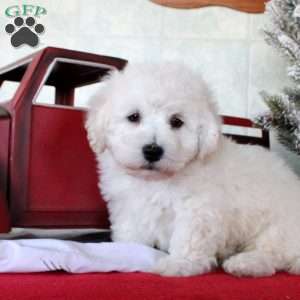 Kaleb, Bichon Frise Puppy