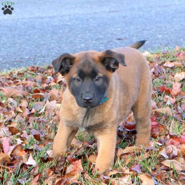 Kamie, Belgian Malinois Puppy