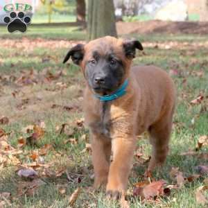 Kamie, Belgian Malinois Puppy