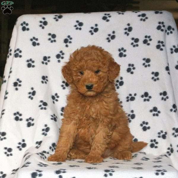 Kane, Mini Goldendoodle Puppy