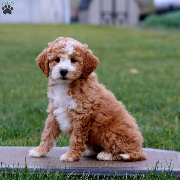 Kane, Cockapoo Puppy