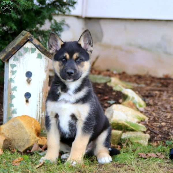 Kane, German Shepherd Mix Puppy