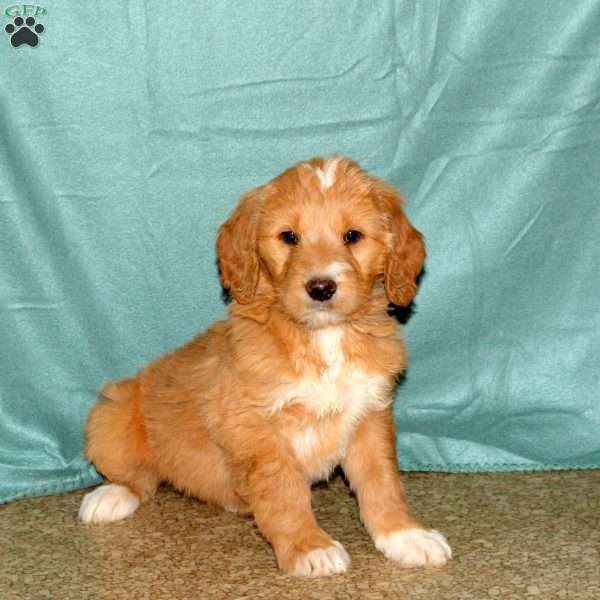 Karmen, Goldendoodle Puppy