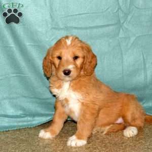 Karmen, Goldendoodle Puppy