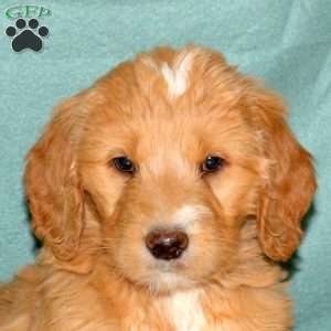 Karmen, Goldendoodle Puppy