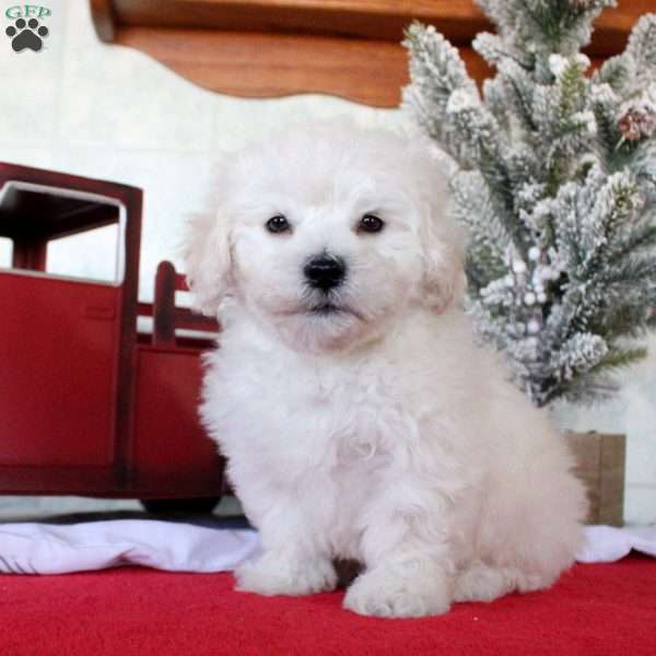 Karson, Bichon Frise Puppy