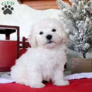 Karson, Bichon Frise Puppy