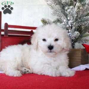 Karson, Bichon Frise Puppy