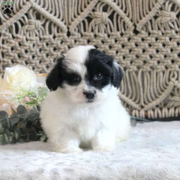 Karter, Shih-Poo Puppy