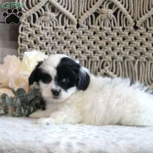 Karter, Shih-Poo Puppy