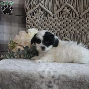 Karter, Shih-Poo Puppy