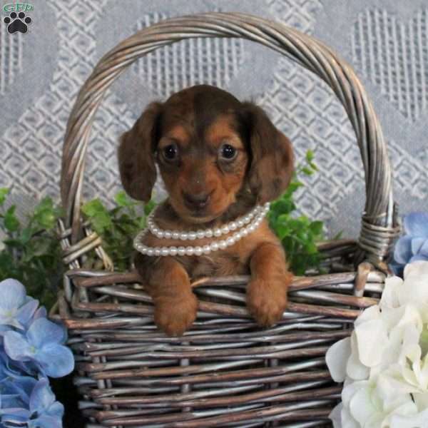 Kassidy, Dachshund Puppy