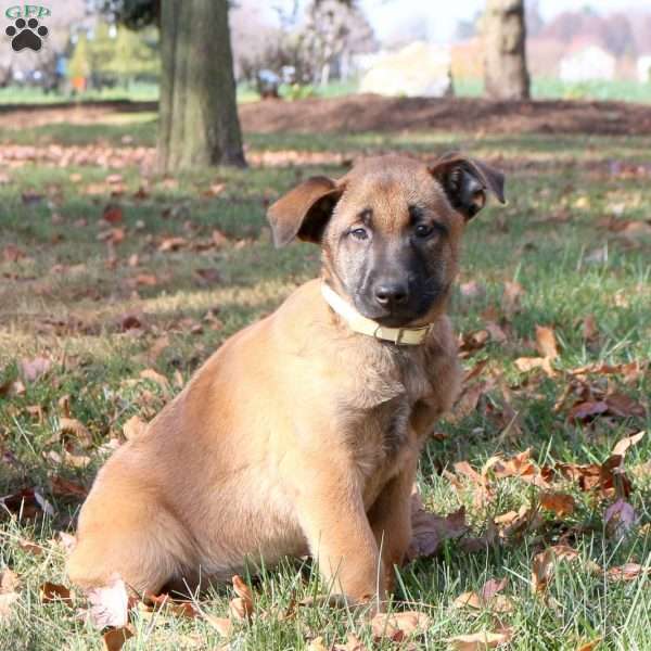 Kassie, Belgian Malinois Puppy