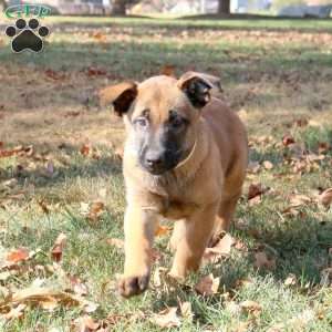 Kassie, Belgian Malinois Puppy