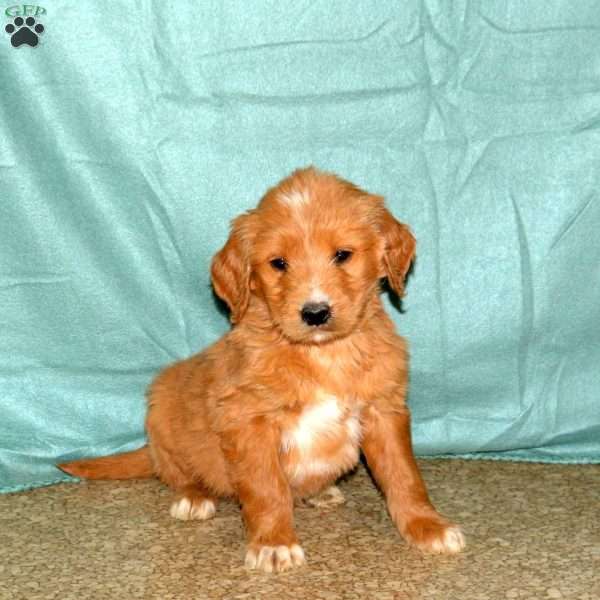 Kayde, Goldendoodle Puppy