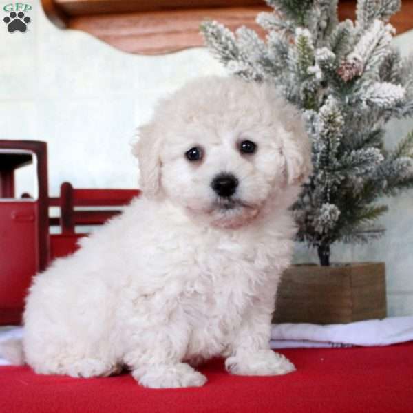 Kayden, Bichon Frise Puppy