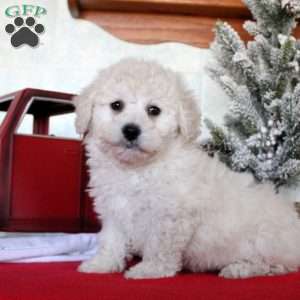 Kayden, Bichon Frise Puppy