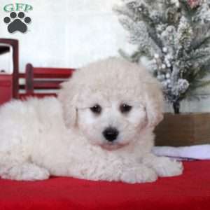 Kayden, Bichon Frise Puppy