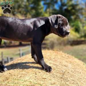 Kaye, Cane Corso Mix Puppy