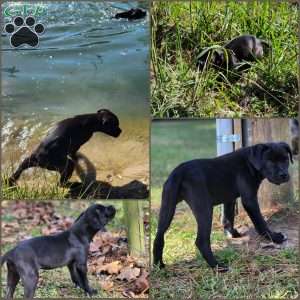 Kaye, Cane Corso Mix Puppy