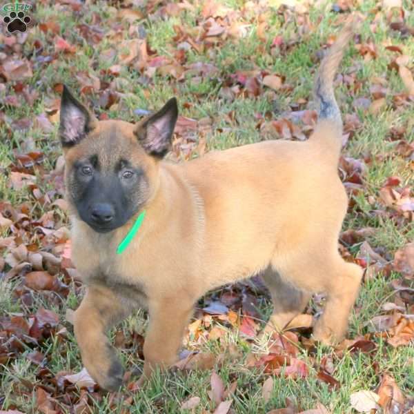 Kayla, Belgian Malinois Puppy