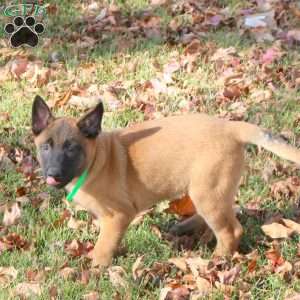 Kayla, Belgian Malinois Puppy