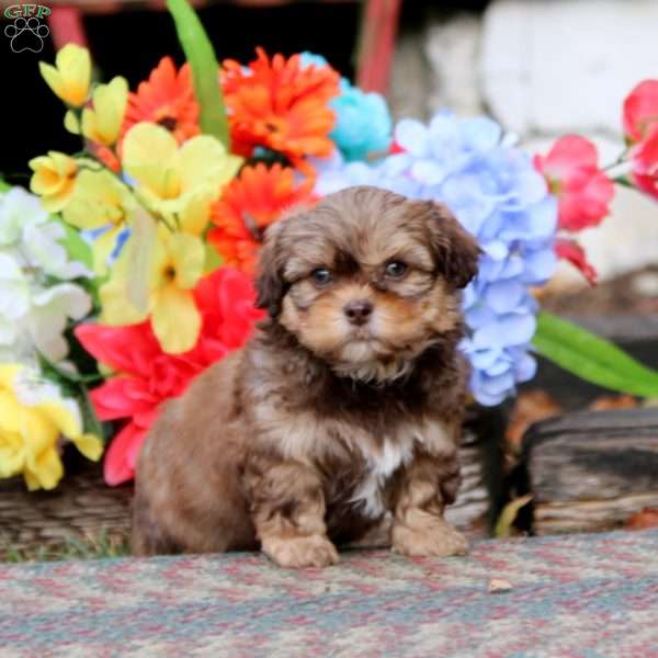 Kayson, Shih-Poo Puppy