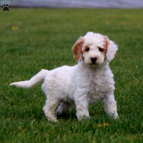 Kayson, Cockapoo Puppy