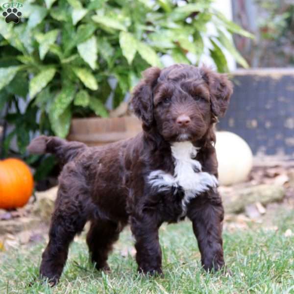 Kayson, Portuguese Water Dog Puppy