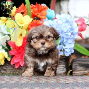 Kayson, Shih-Poo Puppy