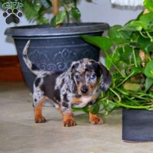 Kayson, Dachshund Puppy