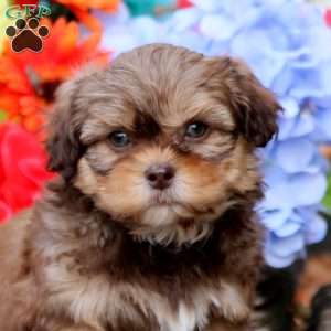 Kayson, Shih-Poo Puppy