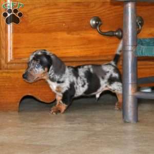 Kayson, Dachshund Puppy