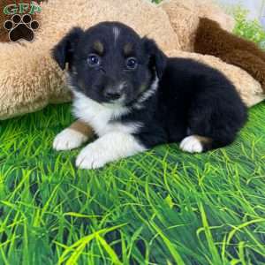 Ace, Australian Shepherd Puppy