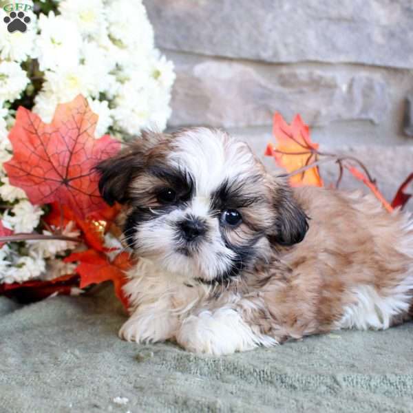 Keegan, Shih Tzu Puppy